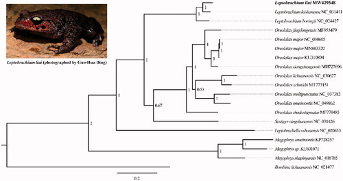 Figure 1. Bayesian tree (BI) tree showing the phylogenetic position of L. liui among Megophryidae species based on 13 concatenated mitochondrial PCGs. Bayesian posterior probabilities were showed at the nodes. Sample sequenced in this study is highlighted in bold.