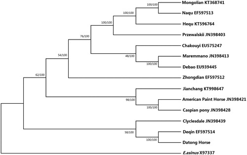Figure 1. Phylogenetic analysis of selected Equidae species based on the maximum likelihood (ML) and neighbour-joining (NJ) methods. Concatenated coding sequences of 13 mitochondrial PCGs were assessed. The values at the nodes correspond to ML (right) and NJ (left) bootstrap support in percentages, respectively.