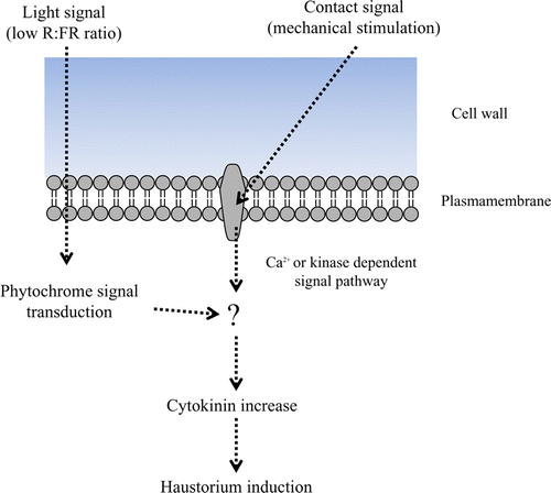 Figure 5.  Hypothetical Cuscuta haustorium induction signal pathway. FR light signal by way of phytochrome signal transduction and contact signal transduction are integrated. This leads to cytokinin increase, and eventually the haustorium is developed.