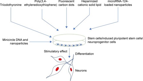 Figure 1 Stimulatory effect of nanoparticles on neuronal cells in an in vitro condition.