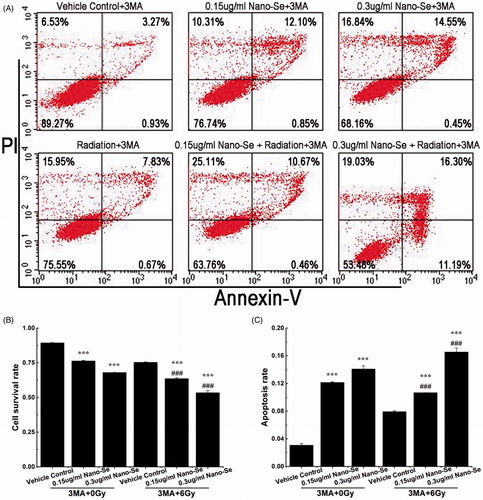 Figure 7. The effect of autophagy in the co-treatment. (A) Flow cytometry of MCF-7 cells treated with completed medium, irradiation (6 Gy), Nano-Se, combination of the nanoparticles and irradiation respectively with 3-MA (5 μM). Cell survival rates (B) and quantitative analysis of apoptosis cell percentage (C) obtained after flow cytometry evaluation (*p < .05, **p < .01, ***p < .001, the Nano-Se group (0/6 Gy) compared with vehicle control group (0/6 Gy); #p < .05, ##p < .01, ###p < .001, the combined group (Nano-se and radiation) compared with Nano-Se group).