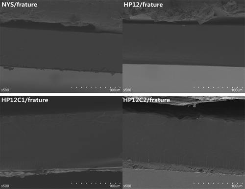 Figure 6. SEM images of starch-based films, fracture.