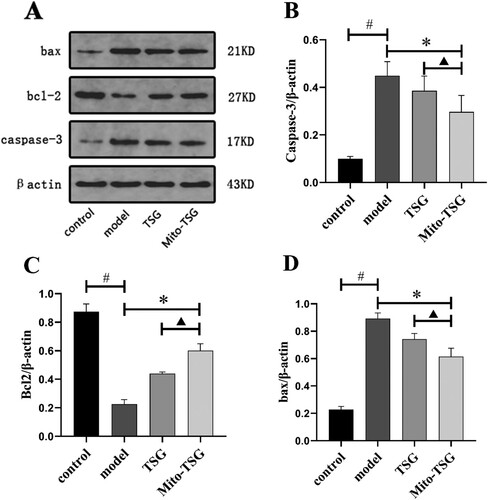 Figure 8. The protein expression of Bax, Bcl2 and Caspase-3 in control group, model group, TSG group and Mito-TSG group (mean ± SD, n = 10). (A) The results from the Western Blot, (B) Quantitative analysis for the protein level of caspase-3, (C) Quantitative analysis for the protein level of bcl-2, (D) Quantitative analysis for the protein level of bax. #P<0.05, comparison with control group; *P<0.05, comparison with model group; ▴P<0.05, comparison with TSG group.