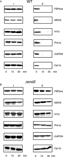 Fig. 3.  The decline of extracellular FBPase, MDH2, Icl1p, Pck1p, GAPDH, and Cpr1p in response to glucose re-feeding is dependent on END3. A, wild-type cells were starved of glucose for 3 days and transferred to media containing 2% glucose for 0, 15, and 30 min. The distribution of FBPase, MDH2, Icl1p, Pck1p, GAPDH, and Cpr1p in the intracellular (I) and extracellular (E) fractions was examined by Western blotting. B, The Δend3 cells were starved of glucose for 3 days and transferred to media containing glucose for 0, 15, and 30 min. The distribution of FBPase, MDH2, Icl1p, Pck1p, GAPDH, and Cpr1p in the intracellular (I) and extracellular (E) fractions was determined. Representative results from 3 experiments are shown.