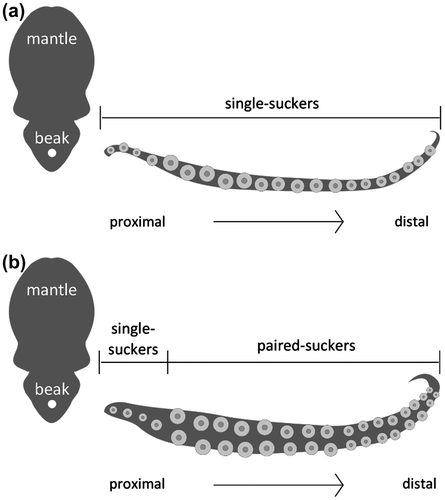 Figure 4. Schematic sucker arrangement. Ventral view of the sucker arrangements in (a) 2r-octopus and (b) 1r-octopus, respectively.
