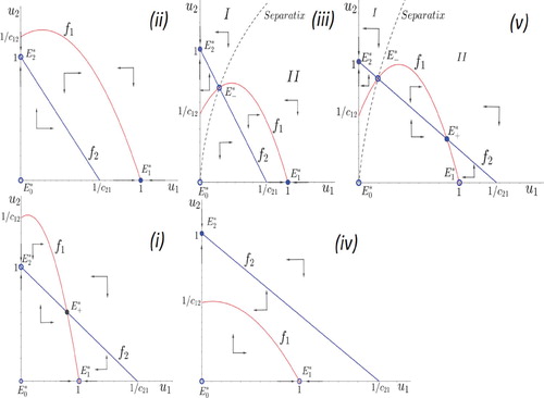 Figure 2. Possible phase portrait of system (Equation5(5) u1′=r1u1−u12−c12u1u21+c1u1u2′=r2(u2−u22−c21u1u2)(5) ).