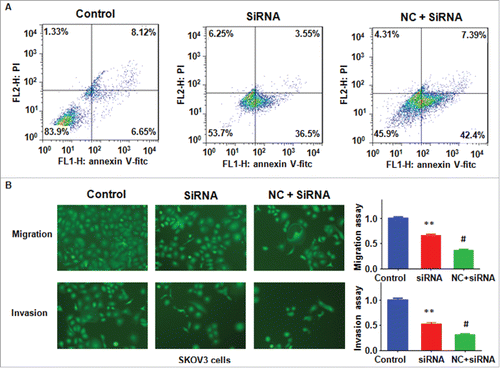 Figure 7. Knockdown of Skp2 enhanced NC-induced cell apoptosis and migration inhibition. (A) Apoptotic cells were detected by Flow cytometry in ovarian cancer cells after Skp2 siRNA transfection and NC treatment. siRNA: Skp2 siRNA; NC+siRNA: NC plus Skp2 siRNA transfection. (B) Left panel: Cell invasion were detected by Transwell chambers assay in ovarian cancer cells after Skp2 siRNA transfection in combination with NC treatment. Right panel: Quantitative results were illustrated for left panel. **P < 0.01, vs control; #P < 0.05 vs Skp2 siRNA treatment.