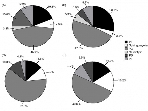 Fig. 5.  Phospholipid composition of cells and EVs following differentiation. Proportions and labelled percentages of phospholipids in: cells at day 0 (A); and day 15 (B), and EVs at day 0 (C); and day 15 (D) n=1. PE=phosphatidylethanolamine; PC=phosphatidylcholine; PS=phosphatidylserine; PI=phosphatidylinositol.