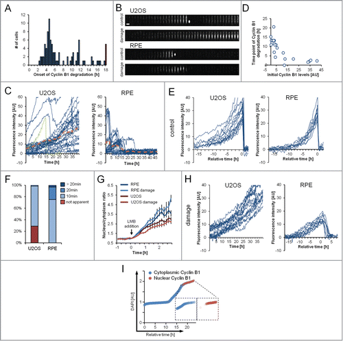 Figure 5. The time point of Cyclin B1 degradation is decoupled from DDR activation. (A) RPE Cyclin B1-eYFP cells were treated with 1 μM Etoposide and the time point of onset of Cyclin B1-eYFP degradation was assessed. The red bar indicates cells that did not initiate degradation during the time of the experiment. (B) Representative montages of single U2OS Cyclin B1-eYFP and RPE Cyclin B1-eYFP cells on fibronectin-coated micropatterns during an unperturbed cell cycle (control) and during treatment with 1 μM Etoposide (damage). Time between images is 1 h. Scale bar: 50 μm. (C) Single-cell quantifications of time-lapse images as in (B) for U2OS Cyclin B1-eYFP cells and RPE Cyclin B1-eYFP cells under treatment with 1 μM Etoposide from time point ‘0 h’. The green track indicates a cell undergoing mitosis. The dashed orange lines denote the average of the displayed cells. (D) RPE Cyclin B1-eYFP cells were grown on fibronectin-coated micropatterns and treated with 1 μM Etoposide. The Cyclin B1-eYFP levels at the time of Etoposide addition are plotted versus the time point of maximum Cyclin B1-eYFP levels (‘time point of Cyclin B1-eYFP degradation’). (E and H) In silico synchronizations of single-cell quantifications as in (C) in unperturbed conditions (E) or under treatment with 1 μM Etoposide (H). Data are from a single experiment in parallel wells, allowing for direct comparison of fluorescence levels. Cells in (E) are synchronized in silico to mitosis. Graphs (H) show tracks of cells with near-background levels at the time of Etoposide addition. RPE Cyclin B1-eYFP cells were synchronized in silico for to the maximum level of Cyclin B1-eYFP reached. (F) The time point of apparent nuclear translocation of Cyclin B1-eYFP before mitosis was assessed in RPE Cyclin B1-eYFP and U2OS Cyclin B1-eYFP cells. (G) Time-lapse microscopy quantifications of the nuclear to cytoplasm ratio of single RPE Cyclin B1-eYFP and U2OS Cyclin B1-eYFP cells. Cells were treated with 1 μM Etoposide or mock treated with DMSO at time point ‘−1 h’. LMB was added at time point ‘0 h’. Mean and standard error of at least 15 cells per condition are depicted. (I) Quantification of DNA content (DAPI) vs. estimated time. Cells were sorted for DAPI levels and the predominant localization of Cyclin B1 was assessed for each cell.