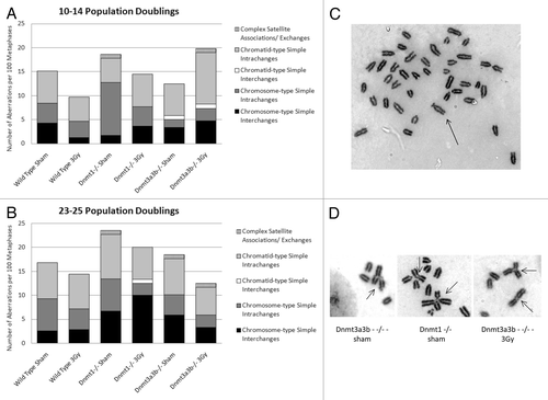 Figure 3. Classifications of structural cytogenetic aberrations as defined by Savage.Citation33 The results are displayed as the number of each class of aberration observed per 100 metaphases. Graph (A) displays the results 10–14 PDs post treatment; Graph (B) displays the results 23–25 PDs post treatment. (C) Mitotic spreads of Giemsa-stained chromosomes from the Dnmt1−/− ESC line 23–25 PDs after 0Gy treatment, showing a chromosome with very long satellite arms. Immediately after exposure to 3Gy X-rays or sham treatment, cells were seeded into the clonogenic assay. Surviving colonies were counted 12–14 d after seeding. (D) Dicentric, tri-centric and tetra-centric chromosome-type aberrations observed in Giemsa-stained metaphase spreads of Dnmt1−/− and Dnmt3a3b–/– mESCs 23–25PDs post 0Gy (sham) or 3Gy treatment.