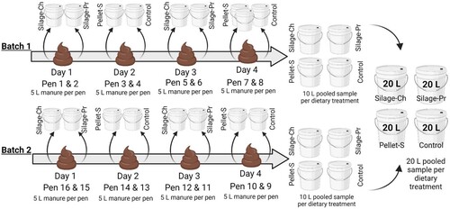 Figure 2. A schematic overview of the sampling method. Each day pigs from two pens were moved to two different manure collection pens. In total, 5-L of manure was collected per pen. The 5-L manure samples from each pen were pooled into a 10-L sample per dietary treatment in each batch and these two 10-L samples were merged further into a pooled 20-L manure sample representing one dietary treatment from both batch 1 and 2.