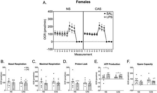 Figure 7. Synaptosomes were collected on PND 122 and 125. This was over 10 weeks after the final stressor and 72 h following the final repeated LPS injection. We collected tissue 72 h after LPS injection in order to reflect mitochondrial function at a timepoint relative to LPS that was similar to the final open field and Y maze assessments. (A) Overall oxygen consumption rate (OCR) across the measurements of the Cell Mito stress Test. (E) ATP production was increased in females following chronic LPS regardless of stress history. Basal respiration (B), maximal respiration (C), proton leak (D), and spare capacity (F) were not altered by repeated LPS exposure or stress history. *p < 0.05. Symbols or bars represent mean ± SEM.