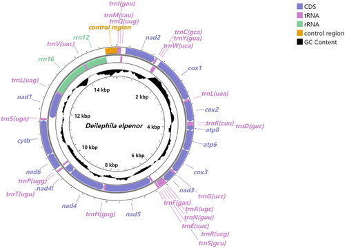 Figure 2. Circular map of the mitochondrial genome of D. elpenor. GC content is represented by black, and other colors represent different gene types. Genes outside the circle are indicated to be encoded on the J-strand and those inside the circle are indicated to be encoded on the N-strand.