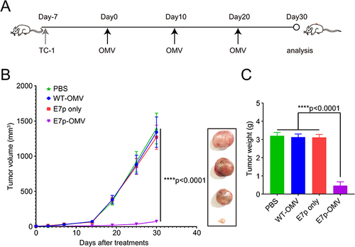 Figure 3 OMVs loaded with antigenic peptides can suppress HPV tumor growth in animal models.