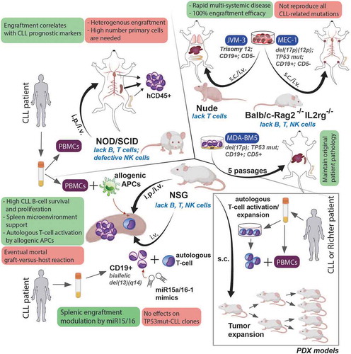 Figure 2. Xenograft models in CLL. The most relevant xenograft strategies in CLL are showed. The findings/advantages or disadvantages of each strategy are highlighted in green or red, respectively. Immunodeficiency of each mouse used is labeled in blue and italics. Models developed in a NSG mice using PBMCs or purified CD19+ cells, has allowed to discover that (i) splenic-hCD45+ cells engraftment correlated with CLL prognosis markers (i.e. U-IGHV genes) [Citation24]; (ii) the murine splenic microenvironment sustained CLL cell proliferation like human lymph nodes, with induction of NF-κB and BCR signaling in the xenografted cells, which served as proof-of-concept to test the efficacy of ibrutinib on tumor–host interactions [Citation30]; (iii) the restoration of miR-15a or miR-16-1 impairs the capacity of CD19+ CLL cells with biallelic 13q14 deletion for engraftment and growth in the spleen of NSG mice, although without synergy between both miRNAs and no effects in CLL clones harboring TP53 alterations (TP53 mut) [Citation28], evidencing that the CLL cell proliferation capacity into murine splenic microenvironment also depends of non-genetic factors; (iv) co-xenotransplant of CLL PBMCs with allogenic APC (CD14+ or CD19+) promote the activation of autologous T-cells, which is crucial for CLL cells to engraft in secondary lymphoid tissues, survive, and proliferate mimicking key features of human CLL [Citation26]. The engraftment of CLL cell lines have been achieved using JVM-3, MEC-1 [Citation24] and MDA-BM5 [Citation29]. To avoid the limited availability of CLL primary samples, PDX models in CLL and Richter syndrome have been described [Citation31–33], allowing an exponentially expand few amount of primary CLL cells to study of tumor biology, discovery of novel therapeutic targets, and preclinical screening of drugs. (APC: antigen presenting cell; BCR: B-cell receptor; CLL: chronic lymphocytic leukemia; i.p.: intraperitoneal injection; i.v.: intravenous injection; NOD: non-obese diabetic mouse; NSG: NOD scid gamma mouse; PBMCs: peripheral blood mononuclear cells; PDX: patient-derived xenograft; s.c.: subcutaneous injection; SCID: severe combined immunodeficiency)