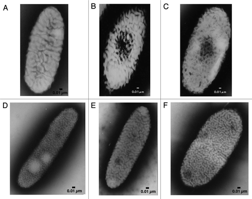 Figure 1 Electron micrographs of sphingomonads. (A) Strain A1 cell grown in the absence of alginate. (B) Strain A1 cell grown on alginate. (C) p6 gene-disruptant cell grown on alginate. (D) Sphingomonas mali cell. (E) Sphingomonas paucimobilis cell. (F) Sphingomonas parapaucimobilis cell.