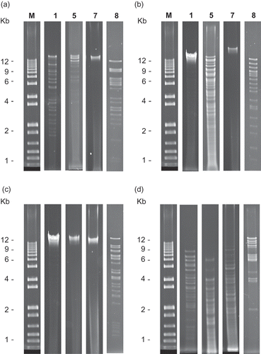 Fig. 2. Agarose gel electrophoresis of restriction patterns representative of those exhibited by four phage groups: RFLP groups 1, 5, 7 and 8: a, digestion with EcoRI; b, digestion with BglII; c, digestion with BamHI; and d, digestion with MvnI. Individual lanes are labelled as follows: M: 1 kb Plus DNA ladder (Qiagen), labels 1, 5, 7 and 8 indicating the phage group the pattern represents.