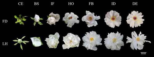 Figure 1. Form characteristics during different flower development stages of two varieties of tree peony.