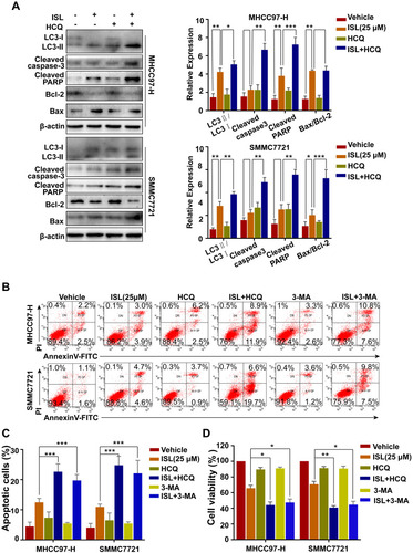 Figure 5 The combination of ISL and the autophagy inhibitor Hychloroquine (HCQ) induced cell apoptosis. (A) After ISL treatment with or without 10 μM Hychloroquine (±HCQ) for 24 h, apoptosis-and autophagy-related proteins were examined by Western blotting following, *P < 0.05, **P < 0.01, and ***P < 0.001 versus the ISL group. (B, C) Apoptosis in MHCC97-H, SMMC7721 cells treated as ISL alone or in combination with autophagy inhibitors (HCQ or 3-MA) was examined by flow cytometry. (D) Cell viability was analyzed by MTT assay after cells were treated with the indicated concentration of ISL with or without Hychloroquine (±HCQ, 10 μM) or 3-methylamphetamine (3-MA, 5 μM) for 24 h. Data represent mean ± SD error of mean (n = 3), *P < 0.05, **P < 0.01 VS ISL group.