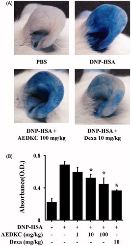 Figure 2. Effects of AEDKC on IgE-mediated passive cutaneous anaphylaxis. Mouse ear skin (n = 5/group) was sensitized with an intradermal injection of anti-DNP IgE (0.5 μg/site) for 48 h. AEDKC and Dexa were orally administered 2 h before the intravenous injection of DNP-HSA (1 mg/mouse) and 4% Evans blue (1:1) mixture. Thirty minutes later, the ears were collected to measure pigmentation. The dye was extracted as described in the Materials and methods section and detected using a spectrophotometer. (A) Representative photographic images of ears. (B) Graph data represent the mean ± SD (n = 5/group) of two independent experiments. *p < 0.05 compared with the DNP-HSA-challenged group. Dexa: dexamethasone.