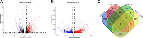 Figure 2 Identification of DEGs from TCGA and the CCLE databases. (A) Volcano plot of 2075 DEGs identified in data from TCGA. Red dots represent significantly upregulated genes (logFC > 1). Blue dots represent significantly downregulated genes (logFC < −1). (B) Volcano plot of 2280 DEGs identified in data from the CCLE. Red dots represent significantly upregulated genes (logFC > 1). Blue dots represent significantly downregulated genes (logFC < −1). (C) Venn diagram of DEGs identified in TCGA and the CCLE databases.