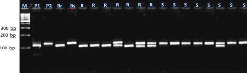 Figure 5. Experimental validation of bn1g1740 SSR marker in 20 lanes in F2 crosses individuals.
