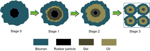 Figure 5. Interaction stages of bitumen and rubber, adapted from Wang et al. (Citation2017a).