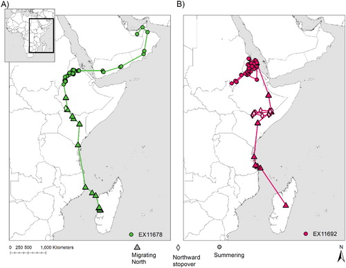 Figure 3. Locations from (A) juvenile and (B) adult Sooty Falcons from start of northward movement at the end of winter through to arrival in summering areas, with stopovers identified. Only two individuals (EX11678 and EX11692) were tracked for their entire spring migration; neither appeared to have bred in the year they were tracked (2014). Lines between locations do not imply straight line flight, but instead indicate the sequence in which locations were recorded.