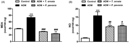 Figure 1. Liver lipid peroxidation (A) and nitric oxide (B) in control, AOM and AOM mice treated with T. ornata and P. pavonia. Data are expressed as mean ± SEM. **p < 0.01 and ***p < 0.001 versus control and #p < 0.05, ##p < 0.01 and ###p < 0.001 versus AOM. MDA, malondialdehyde; NO, nitric oxide; AOM, azoxymethane; T. ornata, Turbinaria ornata; P. pavonia, Padina pavonia; SEM, standard error of the mean.