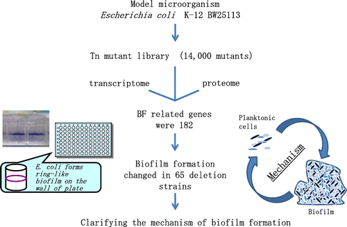 Fig. 7. Studies on the clarifying the mechanism of biofilm formation of E. coli K-12.Citation31)