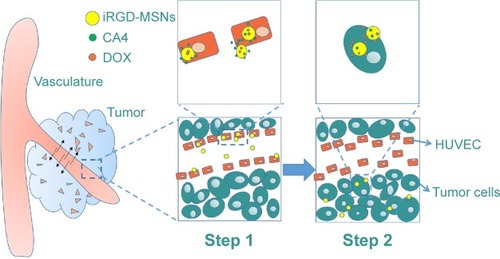 Figure 1 Schematic diagram of the antiangiogenic agent (CA4) and chemotherapeutic drug (DOX) deliveries by DC@T-MSNs in tumor.Notes: CA4 is first released at tumor vasculature under the targeting guidance of iRGD peptides (step 1); subsequently, the DDSs are endocytosized into acidic tumor cells where most DOX is released (step 2).Abbreviations: CA4, combretastatin A4; DC@T-MSNs, DOX-loaded iRGD-MSNs; DDS, drug delivery system; DOX, doxorubicin; HUVECs, human umbilical vein endothelial cells; MSNs, mesoporous silica nanoparticles.