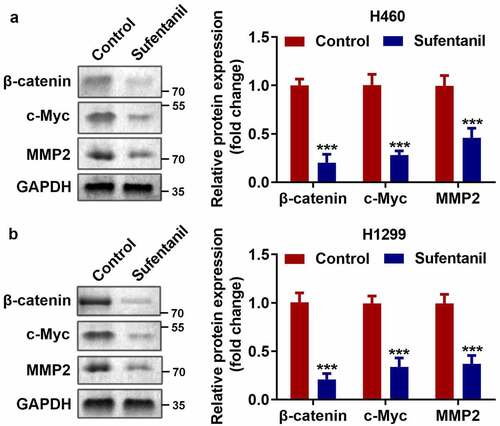Figure 3. Sufentanil inhibited the Wnt/β-catenin signaling pathway. (a-b) The protein expressions of β-catenin, c-Myc, and MMP2 of the H460 and H1299 cells were measured by western blot after 2 nM sufentanil treatment.