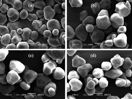 Figure 1 Scanning electron micrographs of native and modified starches under 1600× magnification: (a) nWSS, (b) aWSS, (c) oWSS, and (d) aoWSS.