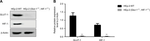 Figure 4 Measurement of HIF-1α and GLUT-1 expression in positive cells by immunoblotting.Notes: (A) The results of Western blot. (B) There was a significantly decreased HIF-1α and GLUT-1 protein after HIF-1α and GLUT-1 double gene knockout compared with before HIF-1α and GLUT-1 double gene knockout (P<0.001, respectively). HEp-2-WT: control cells. β-Actin served as the internal control. **P<0.001.Abbreviations: GLUT, glucose transporter; HIF-1α, hypoxia-inducible factor-1α.