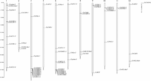 Figure 1. Chromosomal locations and duplications of genes associated with capsaicin synthesis on the Capsicum chinense chromosomes. Note: In the figure, the chromosome number is shown at the top of each bar. The gene clusters are indicated by black lines.