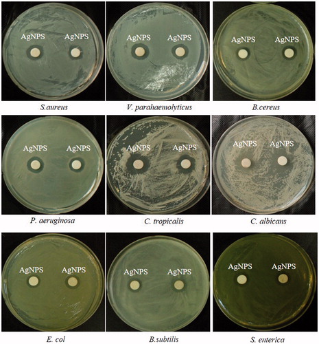 Figure 5. Antimicrobial activities of synthesized AgNPs (30 μl) at 500 ppm concentrations in water against S. aureus, V. parahaemolyticus, B. cereus, P. aeruginosa, C. tropicalis, C. albicans, E. coli, B. subtilis, and S. enterica.