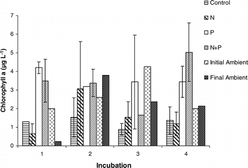 Figure 4 Average chlorophyll a concentrations of duplicates (± two standard deviations) at the end of 5 day incubations in each treatment group for four incubations performed in Green Lake 4 during the summer of 2002. Enrichment incubation samples without error bars (except for the N + P treatment in incubation 3) indicate that there was no discernable difference between the duplicates. Also shown are the in-lake ambient chlorophyll a concentrations measured in the epilimnion at the beginning and end of the incubations.