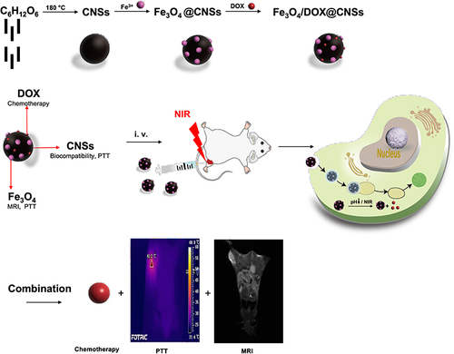 Figure 1 Schematic illustration of biocompatible and double-triggering Fe3O4/DOX@CNS nanosystem for combined chemo-PTT synergistic therapy and MR imaging monitoring.