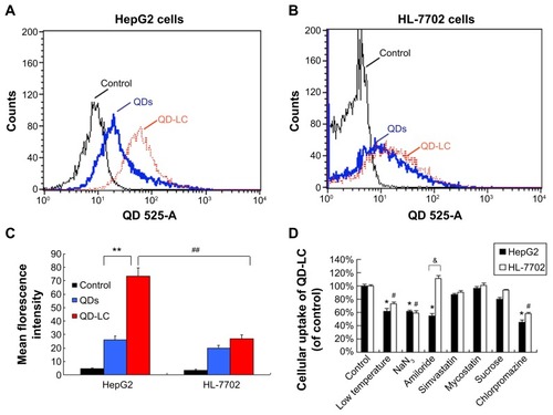Figure 3 Intracellular quantification of QD-LC in HepG2 and HL-7702 cells.Notes: Fluorescence intensity of QDs or QD-LC in (A) HepG2 cells and (B) HL-7702 cells by FACS, using detecting channel 525-A. (C) Quantitative analysis of cellular uptake of QDs or QD-LC in HepG2 cells and HL-7702 cells. The data represent three separate experiments and are presented as mean values ± SD. **P<0.01 for mean fluorescence intensity of QDs versus QD-LC in HepG2 cells; #P<0.01 for mean fluorescence intensity of QD-LC in HepG2 cells versus in HL-7702 cells; ##P<0.01 for mean fluorescence intensity for HepG2 cells versus HL-7702 cells. (D) The endocytosis inhibition assay on HepG2 and HL-7702 cells. The data represent three separate experiments and are presented as mean values ± SD. *P<0.05 and #P<0.05 versus control group; &P<0.05 for HepG2 cells versus HL-7702 cells.Abbreviations: FACS, fluorescence-activated cell sorting; QD, quantum dot; QD-LC, CdTe/CdS core/shell quantum dot–lipids complex; SD, standard deviation.