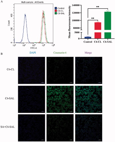 Figure 4. In vitro cellular uptake. (A) Flow cytometry analysis of the RAW264.7 cells treated with C6-CL and C6-SAL. (B) Confocal images of the RAW264.7 cells incubated with C6-CL, C6-SAL and SA + C6-SAL (*P < .05, **P <.01, vs control group). Note: Scale bar = 50 μm.