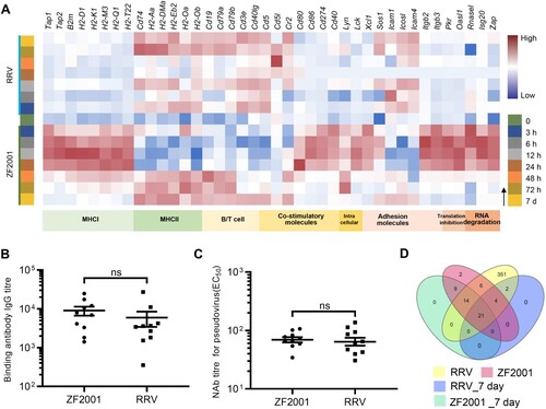 Figure 3. Adaptive immune signatures of ZF2001 or the RRV vaccination. (A) Heatmap analysis indicates the expression levels of genes involved in adaptive immunity. Average FPKM values are displayed after the z-score normalization. The arrow indicates the direction of the z-score. (B) The SARS-CoV-2 S protein-specific IgG antibody titre is determined using an enzyme-linked immunosorbent assay (ELISA). (C) NAb levels are measured with pseudovirus. (B) and (C) 5-to-6-week-old female Balb/c mice are immunized with 1/5th of the human dosage of ZF2001 or RRV. The serum is collected after priming for three weeks. Each symbol represents an individual mouse. n = 10 mice per group. ns, nonsignificant, by a two-tailed student’s t-test. (D) Venn diagram of up-regulated DEGs, which enriched the immune system after the ZF2001 or RRV immunization, along with those induced at day 7. The Venn diagram is plotted by https://www.bioinformatics.com.cn.