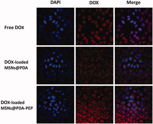 Figure 5. (A) CLSM images of HT-1376 cells incubated with free DOX, DOX-loaded MSNs@PDA and DOX-loaded MSNs@PDA-PEP for 2 h. The cells were stained by DAPI (blue) and drug DOX was red.