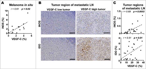 Figure 5. VEGF-C is associated with expression of immune suppressive molecules in melanoma in situ and tumor regions of metastatic LNs. A) Correlations of VEGF-C with iNOS density (% of pixel positive cells) in melanoma in situ (n = 14). B) Representative immunohistochemistry images showing iNOS and IDO expression in tumor region of VEGF-C-low and VEGF-C-high metastatic LN sections (Scale bar = 100 μm). C) Correlations of VEGF-C with iNOS (n = 23) and IDO (n = 23) density (% of pixel positive cells) in tumor regions of metastatic LNs. Correlations were analyzed using non-parametric Spearman's test. (IM): invasive margin, (CT): center of tumor, (PT): peritumoral region.