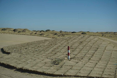 Figure 2. Tamarix chinensis nebkhas beside the oasis can trap windborne sediments transported from the desert. Photo by Weicheng Luo