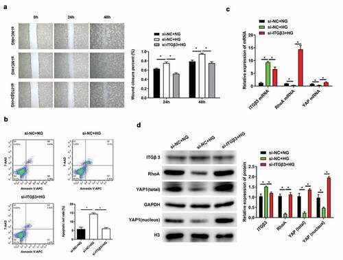 Figure 2. Effects of ITGβ3 inhibition on mouse podocyte cell line MPC5 with NG or HG treatment. (a) Wound healing analysis in vitro assay was used to evaluate the ability of wound closure in MPC5 cells with NG or HG treatment after transfection with si-NC or si-ITGβ3. (b) Apoptosis analysis was detected by Flow cytometry in MPC5 cells with NG or HG treatment after transfection with si-NC or si-ITGβ3. (c) The ITGβ3, RhoA, and YAP mRNA expressions was analyzed by RT-qPCR in MPC5 cells with NG or HG treatment after transfection with si-NC or si-ITGβ3. (d) The ITGβ3, RhoA, total YAP, nuclear YAP protein expression was analyzed by western blot analysis in MPC5 cells with NG or HG treatment after transfection with si-NC or si-ITGβ3. Data are shown as mean ± standard deviation, N = 3. *, p < 0.05