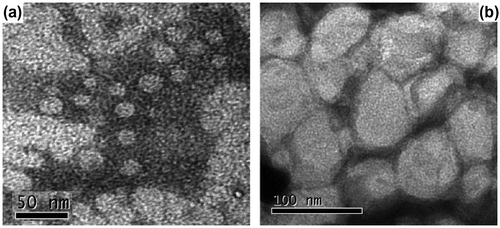 Figure 7. TEM images of micelles formed by (a) PCL57-b-PEG135-b-PCL57 and (b) PCL62-b-PEG90-b-PCL62 in water.