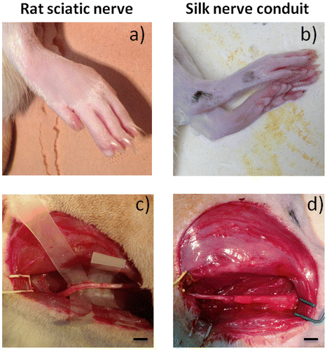 Figure 4. Observation of post-operative rats after 6 months. Evaluation of native sciatic nerve (left) and nerve silk graft (right). (a,b) rat paw pictures, (c,d: scale bar 1 cm) sciatic nerve pictures. No visual differences can be observed between the control and the grafted animal.