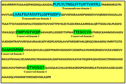 Figure 6. (Color online) Transmembrane and conserved domains in the protein sequence of Malus domestica HMGR (GenBank accession number: ABQ52378).