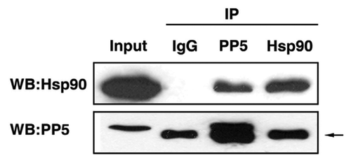 Figure 2. Interaction of AtPP5 and AtHsp90 by co-IP. In vivo co-IP of AtPP5 and AtHsp90. Co-IP of (lane 3) AtHsp90 with antiserum against AtPP5 and (lane 4) AtPP5 with antiserum against AtHsp90, followed by western blotting and detection with anti-AtHsp90 antibody and anti-AtPP5 antibody, respectively. The arrow (→) indicates the IgG large subunit.