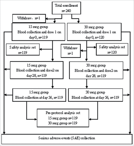 Figure 1. Flow chart for the recruitment of volunteers in the study.